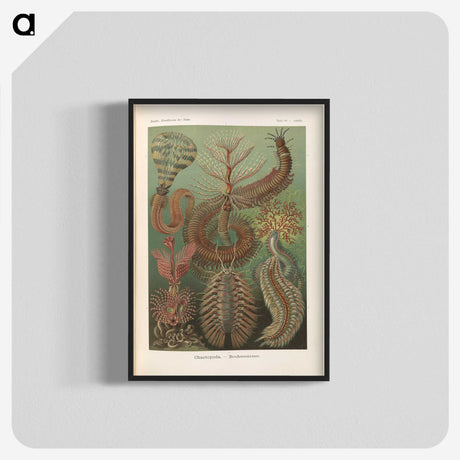 3-33_Ernst-Haeckel_blk-crop