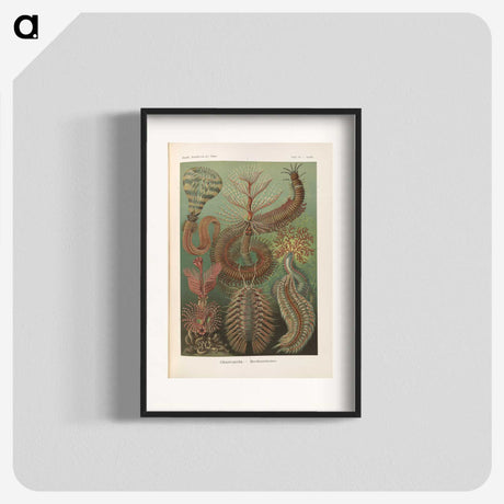 3-33_Ernst-Haeckel_blk