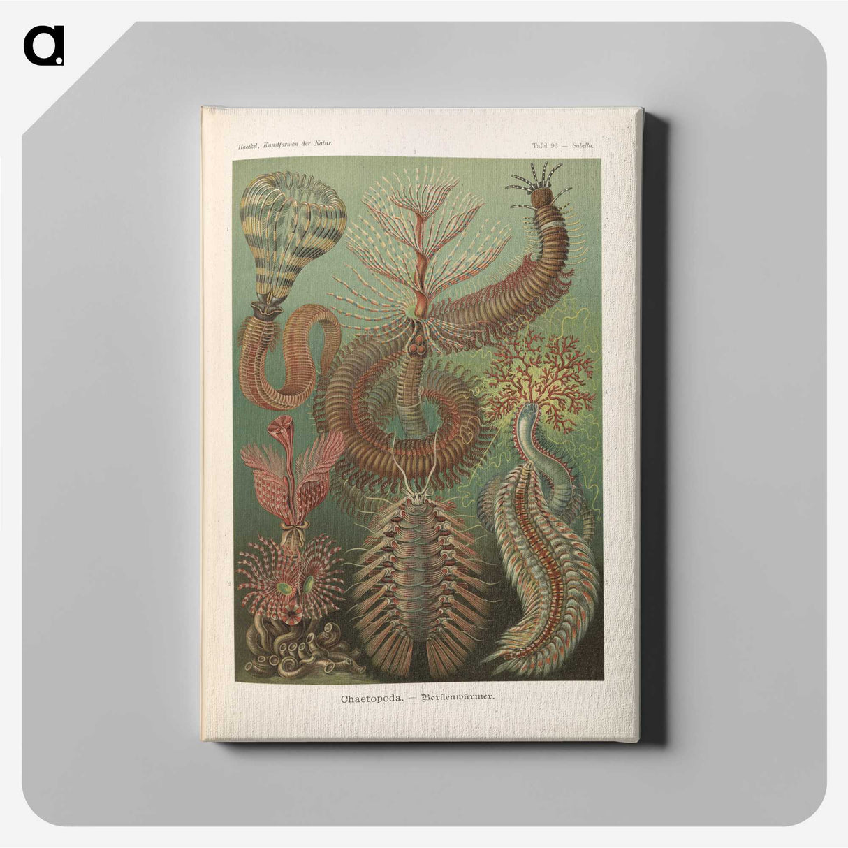 3-33_Ernst-Haeckel_canvas