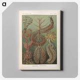 3-33_Ernst-Haeckel_canvas