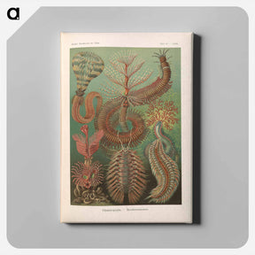 アートパネル-Marine life illustration - エルンスト ヘッケル Canvas.