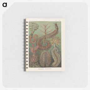 3-33_Ernst-Haeckel_memo