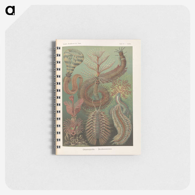 3-33_Ernst-Haeckel_memo