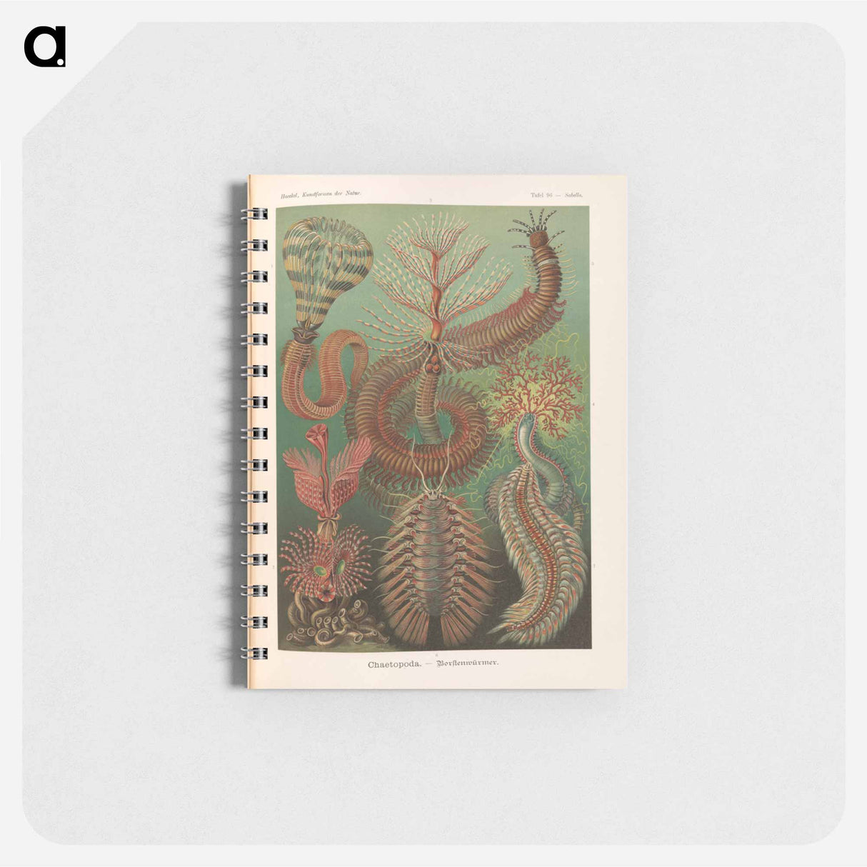 アートメモ帳-Marine life illustration - エルンスト ヘッケル Memo.