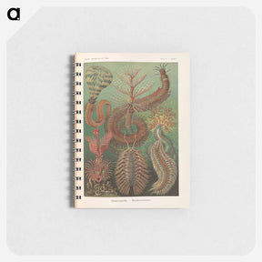 アートメモ帳-Marine life illustration - エルンスト ヘッケル Memo.