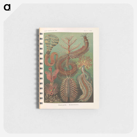 アートメモ帳-Marine life illustration - エルンスト ヘッケル Memo.