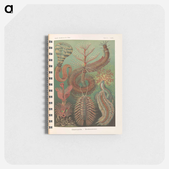 アートメモ帳-Marine life illustration - エルンスト ヘッケル Memo.