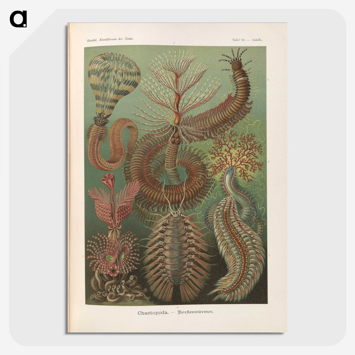 3-33_Ernst-Haeckel_picture-crop