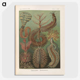 3-33_Ernst-Haeckel_picture-crop