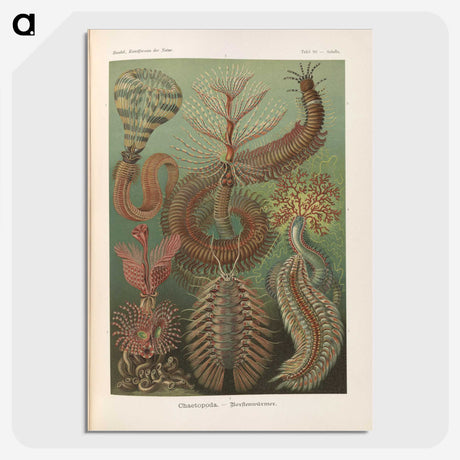 3-33_Ernst-Haeckel_picture-crop