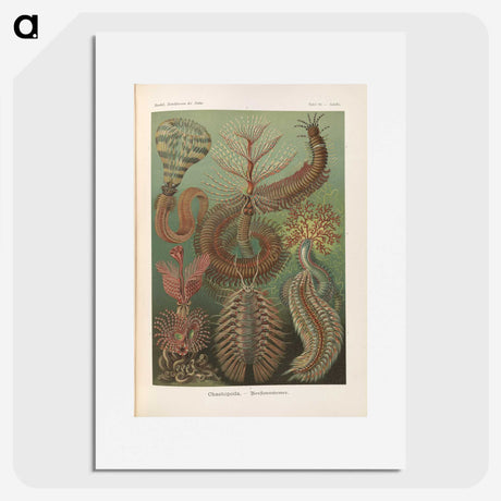 3-33_Ernst-Haeckel_picture