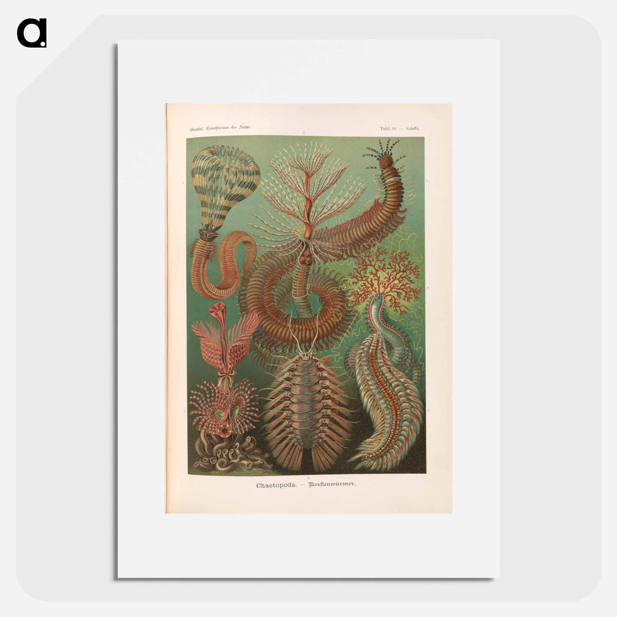 Marine life illustration - エルンスト ヘッケル Poster.
