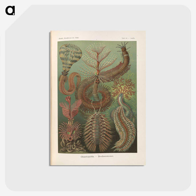 3-33_Ernst-Haeckel_postcard