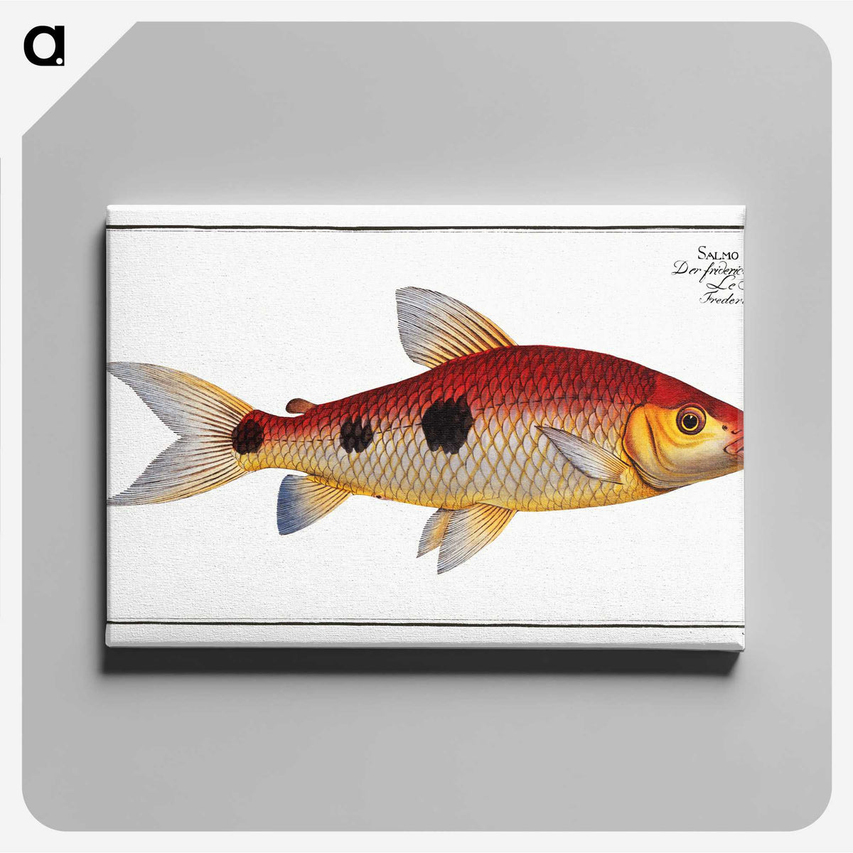 3-33_Ichtyologie-ou-Histoire-naturelle_canvas