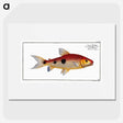 3-33_Ichtyologie-ou-Histoire-naturelle_picture