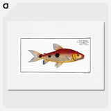 3-33_Ichtyologie-ou-Histoire-naturelle_picture