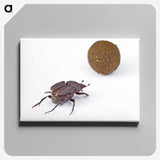 3-33_Insects-Unlocked-Project_canvas