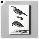 3-33_Johan-Teyler_canvas
