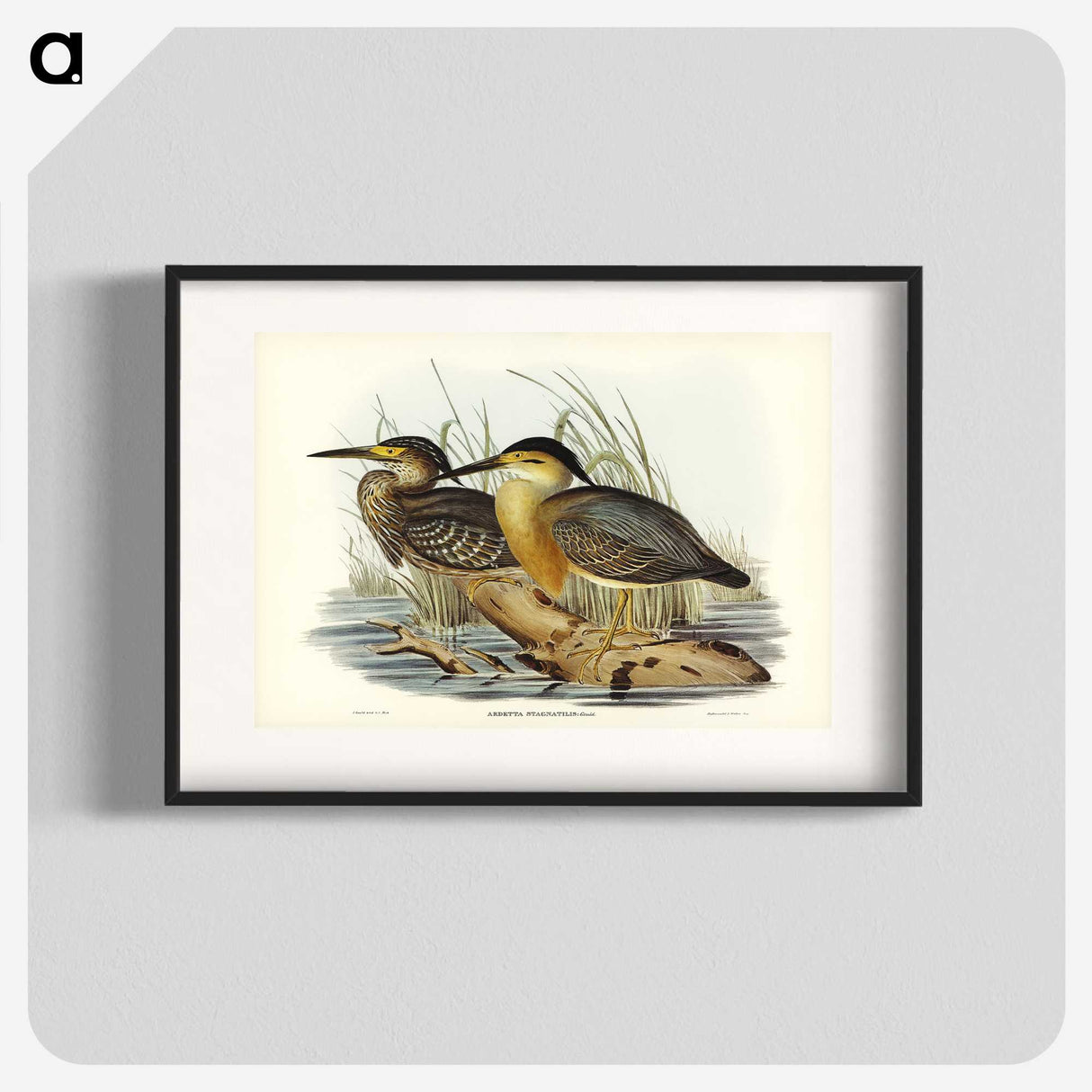 3-33_John-Gould_blk