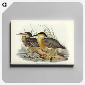 3-33_John-Gould_canvas