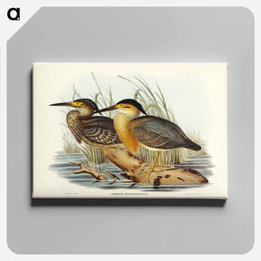 アートパネル-Little Grey Bittern
 - ジョン グールド Canvas.