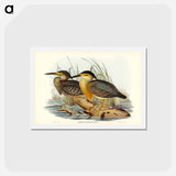 アートポストカード-Little Grey Bittern
 - ジョン グールド Postcard.