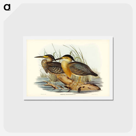 アートポストカード-Little Grey Bittern
 - ジョン グールド Postcard.