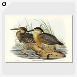 3-33_John-Gould_picture-crop