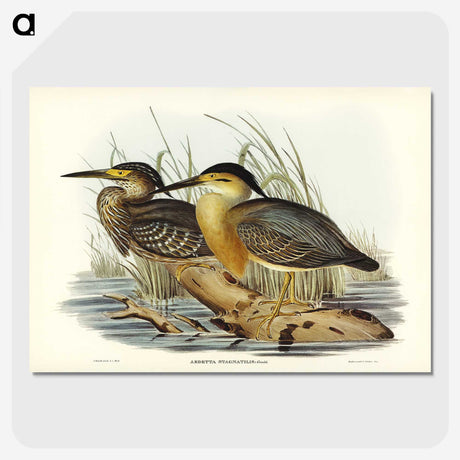 3-33_John-Gould_picture-crop
