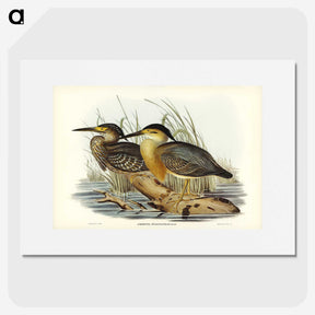 3-33_John-Gould_picture