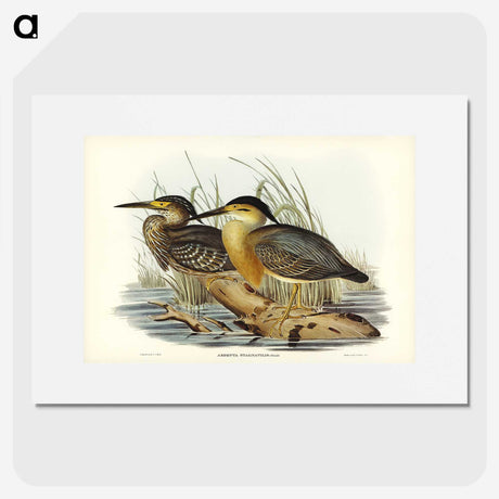 3-33_John-Gould_picture