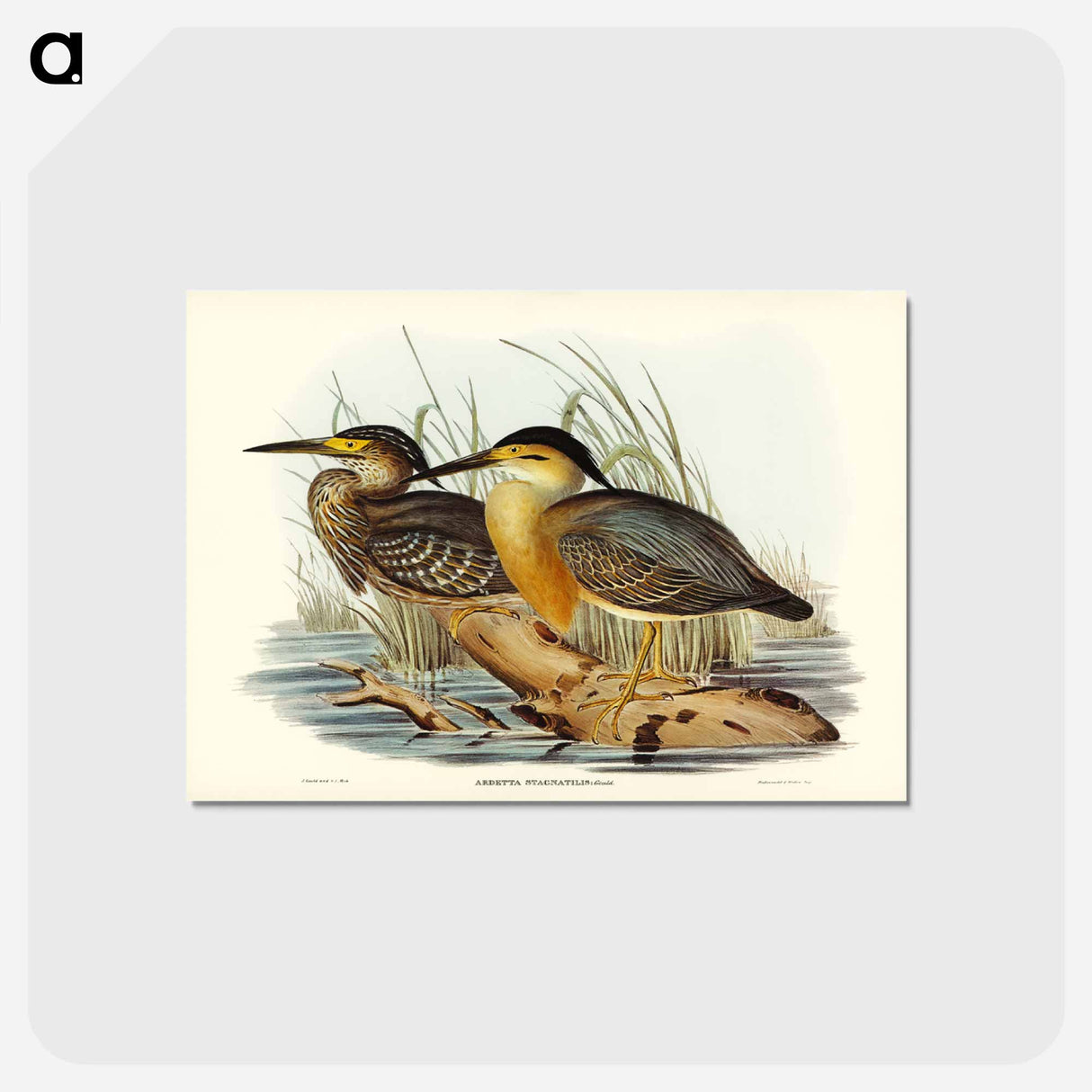 アートポストカード-Little Grey Bittern
 - ジョン グールド Postcard.
