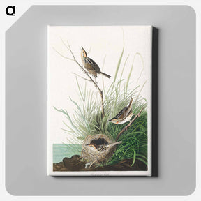 アートパネル-Sharp-tailed Finch
 - ジョン ジェームス オーデュボン Canvas.