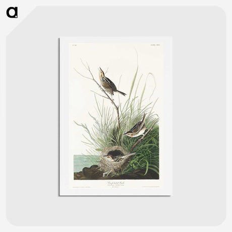 3-33_John-James-Audubon_hagaki