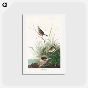 アートポストカード-Sharp-tailed Finch
 - ジョン ジェームス オーデュボン Postcard.