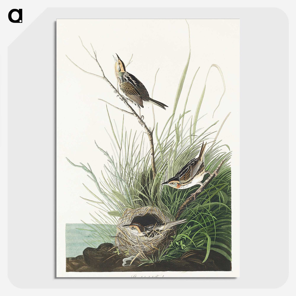 3-33_John-James-Audubon_picture-crop