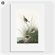 3-33_John-James-Audubon_picture