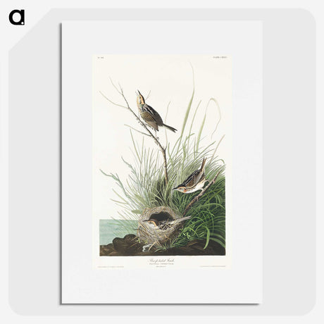 3-33_John-James-Audubon_picture