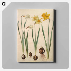 アートパネル-Narcissus
 - マリア ジビーラ メーリアン Canvas.