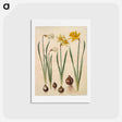 アートポストカード-Narcissus
 - マリア ジビーラ メーリアン Postcard.