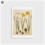 アートポストカード-Narcissus
 - マリア ジビーラ メーリアン Postcard.