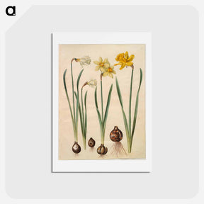 アートポストカード-Narcissus
 - マリア ジビーラ メーリアン Postcard.