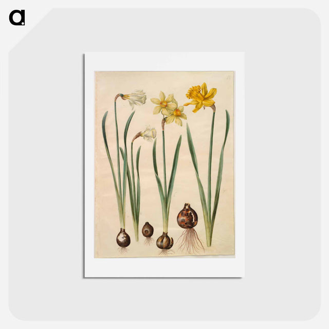 アートポストカード-Narcissus
 - マリア ジビーラ メーリアン Postcard.