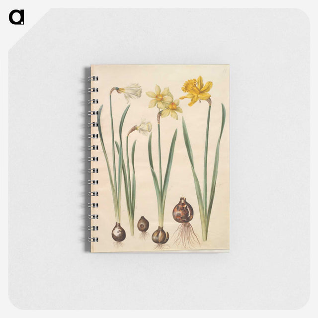 3-33_Maria-Sibylla-Merian_memo