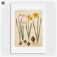 3-33_Maria-Sibylla-Merian_picture