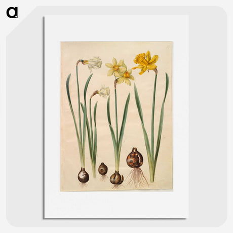 3-33_Maria-Sibylla-Merian_picture