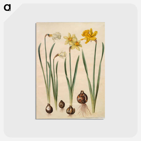 アートポストカード-Narcissus
 - マリア ジビーラ メーリアン Postcard.