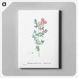 アートパネル-Mesembryanthemum Deltoides (Pink Iceplant) - ピエール ジョゼフ ルドゥーテ Canvas.