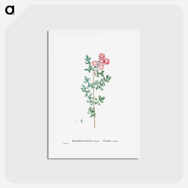 アートポストカード-Mesembryanthemum Deltoides (Pink Iceplant) - ピエール ジョゼフ ルドゥーテ Postcard.