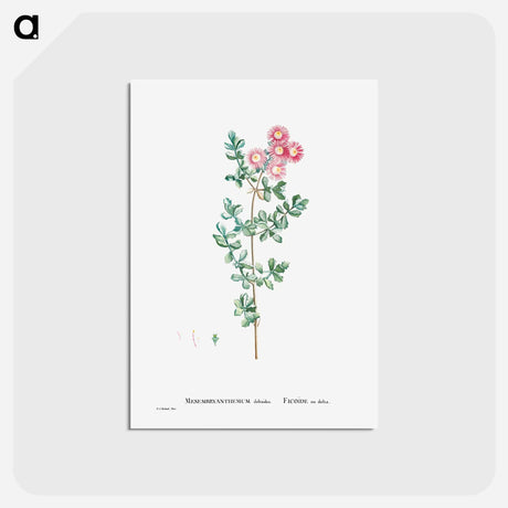アートポストカード-Mesembryanthemum Deltoides (Pink Iceplant) - ピエール ジョゼフ ルドゥーテ Postcard.